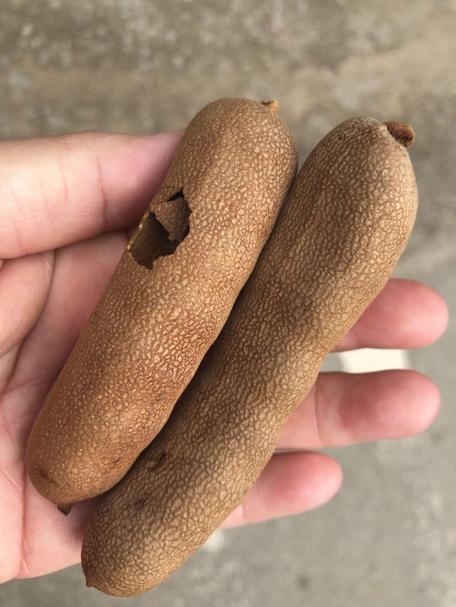 　干しタマリンド　Ｇが買ってくれました。<br />干し柿のような味。甘くてちょっと酸っぱい。マメ科ですね。豆は緑。干すと茶色に。