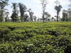 少しあるいて、CNGを拾っていくと、綺麗な茶畑！
おー、まったくバングラデシュぽくない。
バングラデシュにお茶のイメージなかったけど、北東部のシレットはインドのアッサム州の近くだからあっても不思議ではないな。