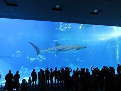 ブセナテラスをチェックアウトして
「美ら海水族館」へ
土曜、美ら海水族館への道は大渋滞との情報に
迂回ルートで