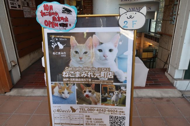 神戸元町で猫カフェ 神戸 兵庫県 の旅行記 ブログ By ひさこさん フォートラベル
