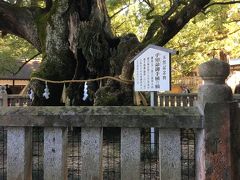 樹齢2600年の風格は厳かで愛媛県では有名なパワースポットす。