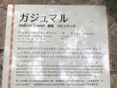 8時半ごろにゆがふ館へ戻って来ました。

ゆがふ館前にある庭園？にガジュマルの木が立っているのですが、
そこの説明板がとても可愛いです。

真面目な説明の中にこっそりと遊び心のあるのが素敵。

前日に会った職員さんがお休みなので、
他の職員さんに事情を説明して波照間島の町史をお借りしてずっと読みふけっていました。
下田原城跡のことや、オヤケアカハチの事、そして秋に見た白保地区にあった波照間御嶽のこと。
もっともっと沢山色々なことについて書かれていたのに、すぐに忘れてしまう。覚えていることは少ないけど、「知りたいと思ってここに来たことに意味がある」という言葉を思い出しては、よし！と納得する感じでした。笑