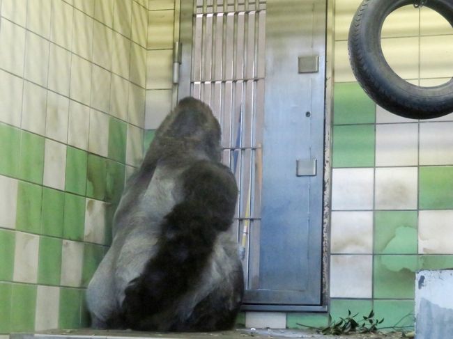 新春静岡レッサーパンダ遠征 ５ 浜松市動物園 後編 ゴリラのショウくんの朝ごはん ホッキョクグマは午後当番のバフィンさんのみ 浜松 静岡県 の旅行記 ブログ By まみさん フォートラベル