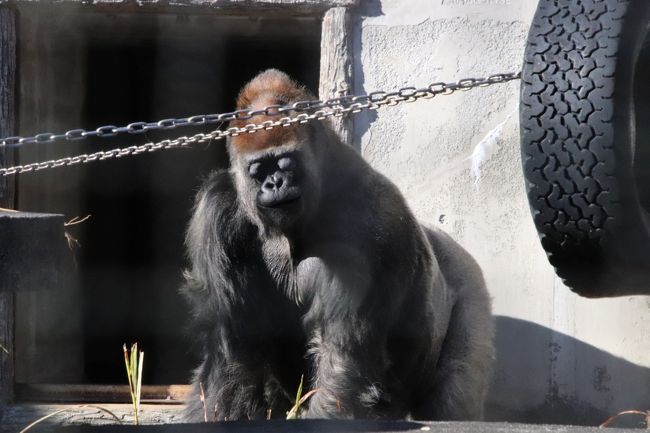 新春静岡レッサーパンダ遠征 ５ 浜松市動物園 後編 ゴリラのショウくんの朝ごはん ホッキョクグマは午後当番のバフィンさんのみ 浜松 静岡県 の旅行記 ブログ By まみさん フォートラベル