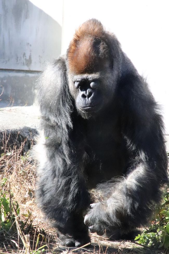 新春静岡レッサーパンダ遠征 5 浜松市動物園 後編 ゴリラのショウくんの朝ごはん ホッキョクグマは午後当番のバフィンさんのみ 浜松 静岡県 の旅行記 ブログ By まみさん フォートラベル 新春静岡レッサーパンダ遠征 5 浜松市動物園 後編 ゴリラのショウくんの朝ごはん ホッキョクグマは午後当番のバフィンさんのみ 浜松 静岡県 の旅行記 ブログ By まみさん フォートラベル