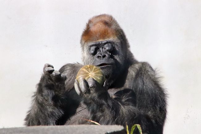 新春静岡レッサーパンダ遠征 ５ 浜松市動物園 後編 ゴリラのショウくんの朝ごはん ホッキョクグマは午後当番のバフィンさんのみ 浜松 静岡県 の旅行記 ブログ By まみさん フォートラベル