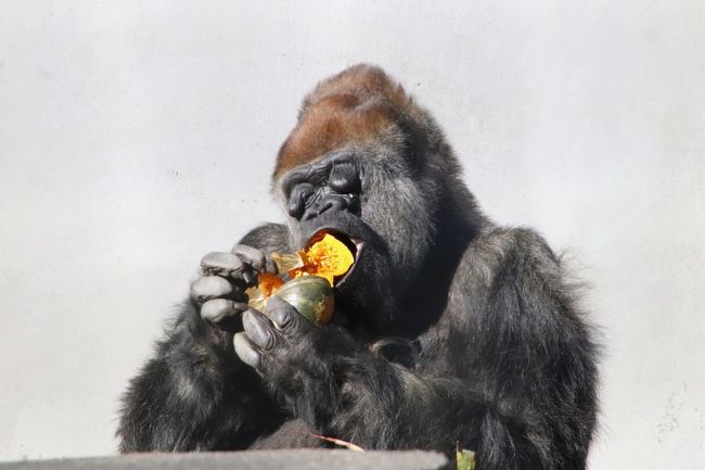 新春静岡レッサーパンダ遠征 ５ 浜松市動物園 後編 ゴリラのショウくんの朝ごはん ホッキョクグマは午後当番のバフィンさんのみ 浜松 静岡県 の旅行記 ブログ By まみさん フォートラベル
