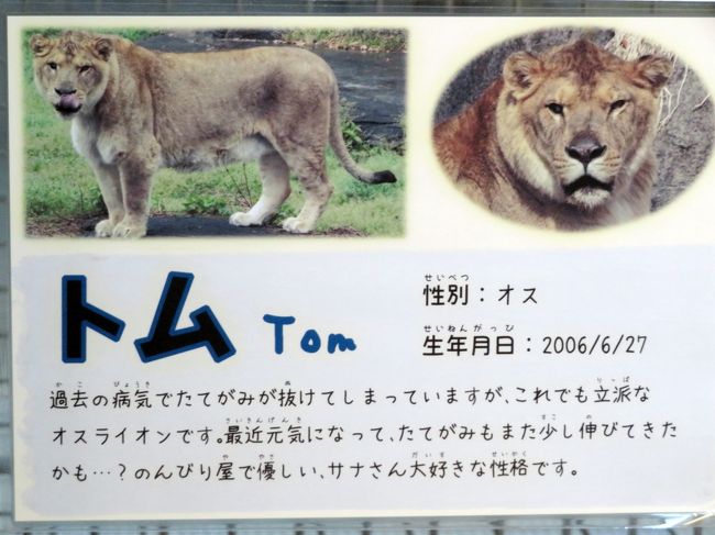 新春静岡レッサーパンダ遠征 ５ 浜松市動物園 後編 ゴリラのショウくんの朝ごはん ホッキョクグマは午後当番のバフィンさんのみ 浜松 静岡県 の旅行記 ブログ By まみさん フォートラベル