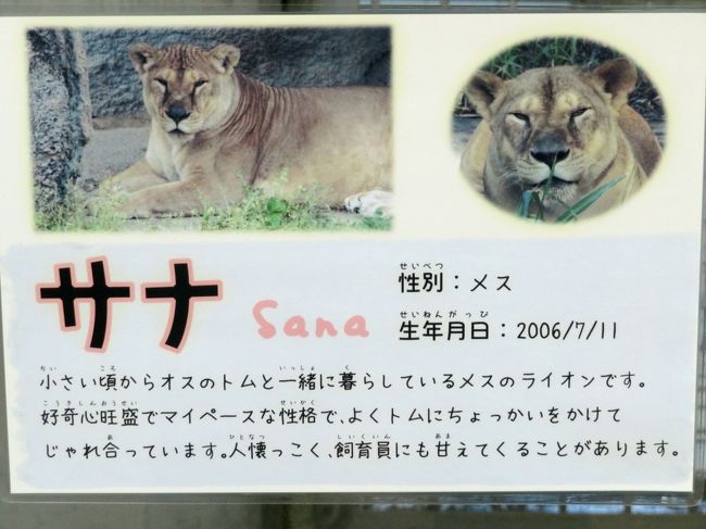 新春静岡レッサーパンダ遠征 ５ 浜松市動物園 後編 ゴリラのショウくんの朝ごはん ホッキョクグマは午後当番のバフィンさんのみ 浜松 静岡県 の旅行記 ブログ By まみさん フォートラベル