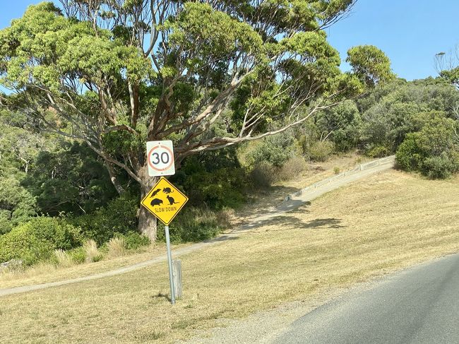 2019-2020 メルボルン周辺(4)モーニントン半島2日目 ポイントネピアン国立公園とCape Schanck 周辺