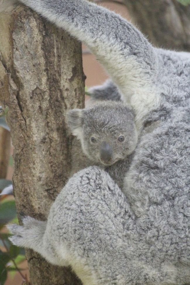 新春年 埼玉こども動物自然公園 午前編 コアラのトリプル赤ちゃんに会いたい エサやりヤギやなかよしコーナーからオーストラリアの鳥まで 東松山 埼玉県 の旅行記 ブログ By まみさん フォートラベル 新春年 埼玉こども動物自然公園 午前編 コアラのトリプル赤ちゃんに会いたい エサやりヤギやなかよしコーナーからオーストラリアの鳥まで 東松山 埼玉県 の旅行記 ブログ By まみさん フォートラベル