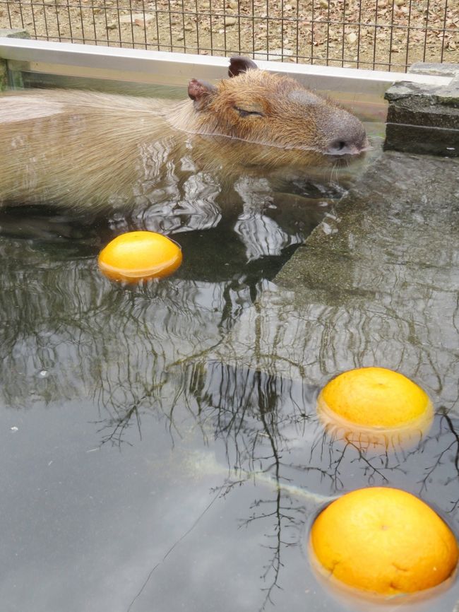 新春年 埼玉こども動物自然公園 午後編 レッサーパンダ特集 カピバラ温泉からペンギンヒルズやマヌルネコ 動物イルミネーション再び 東松山 埼玉県 の旅行記 ブログ By まみさん フォートラベル 新春年 埼玉こども動物自然公園 午後編 レッサーパンダ特集 カピバラ温泉からペンギンヒルズやマヌルネコ 動物イルミネーション再び 東松山 埼玉県 の旅行記 ブログ By まみさん フォートラベル