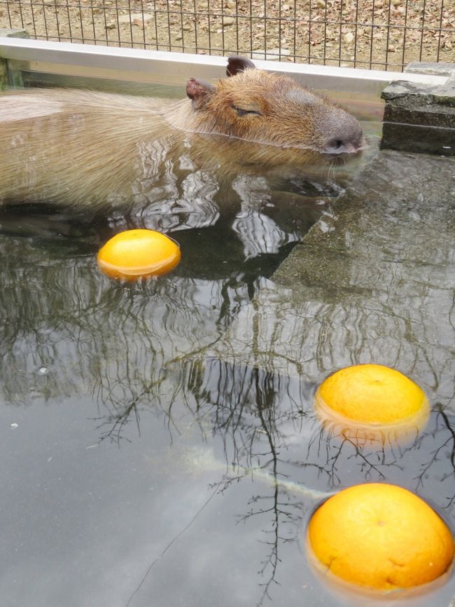 新春年 埼玉こども動物自然公園 午後編 レッサーパンダ特集 カピバラ温泉からペンギンヒルズやマヌルネコ 動物イルミネーション再び 東松山 埼玉県 の旅行記 ブログ By まみさん フォートラベル