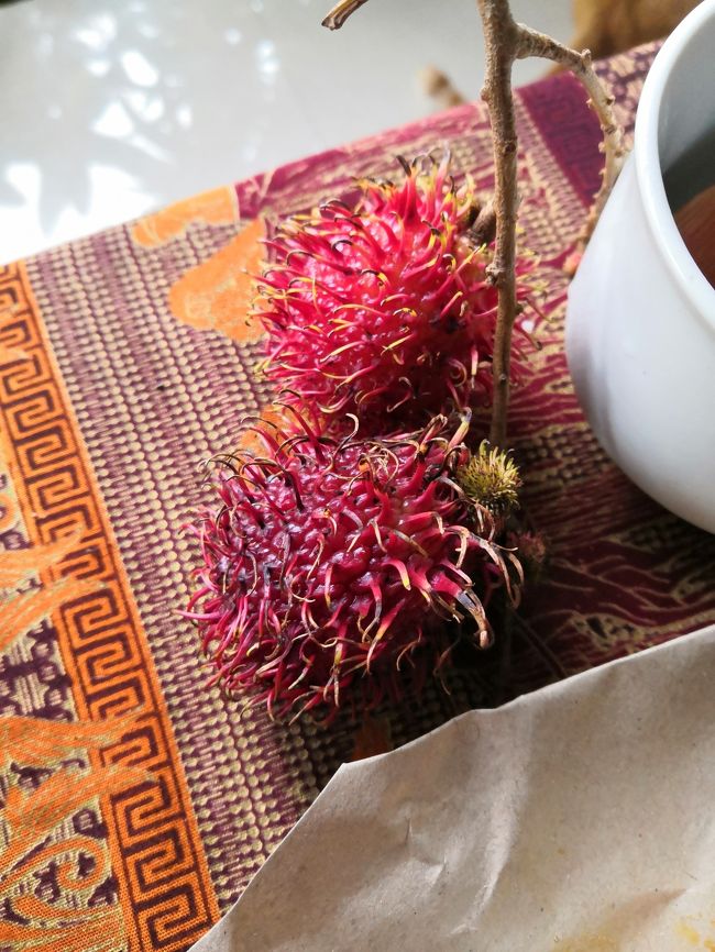 ランブータン （ランブッ）<br />ランブッって髪の毛のこと・・・<br />蟻んこも大好きなフルーツです。<br />よく見てくださいね。<br /><br />　