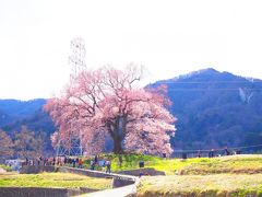 さぁ～春色巡りスタート♪
一番楽しみにしていた「わに塚」の桜♪
こんもりと盛り上がった塚の中心にある一本桜☆彡