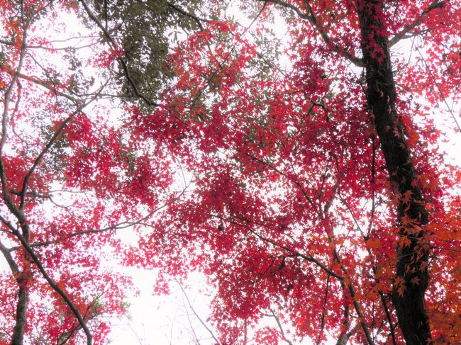 紅葉、真っ盛り！