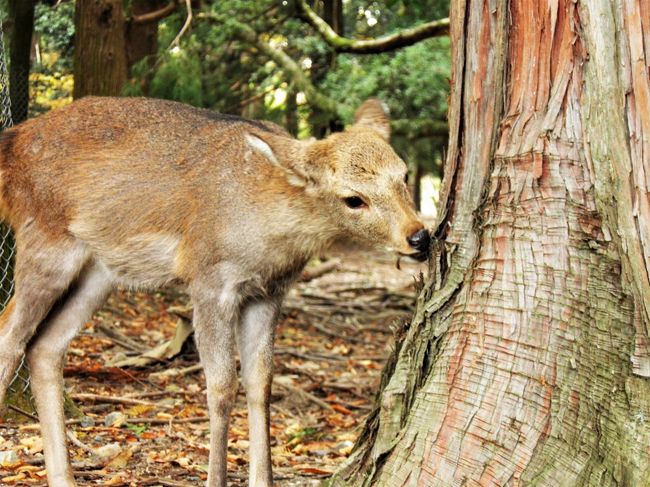 美味しいですか？