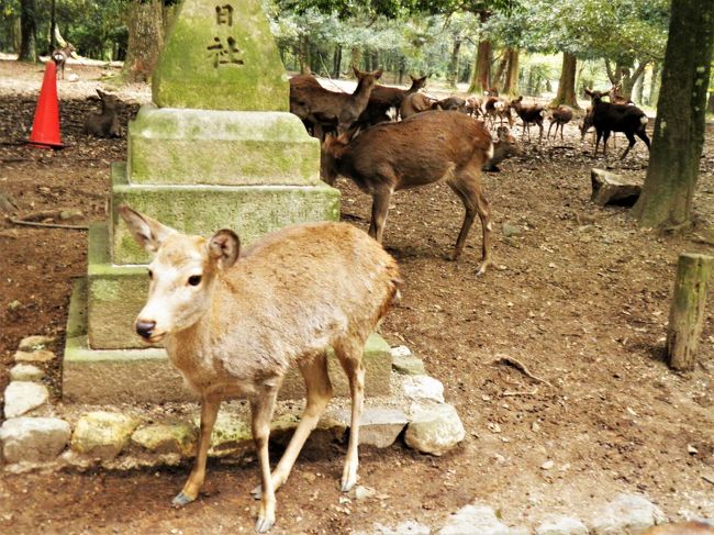 背後にすごい数の鹿。