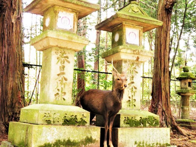 神の使い、降臨！<br />