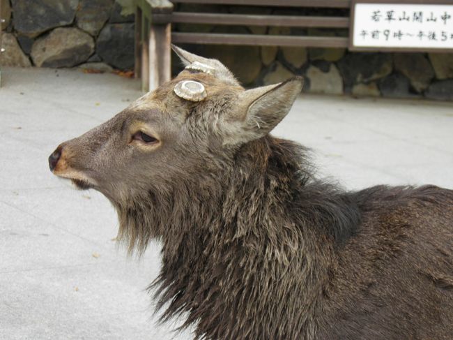 「俺の角返せや。」