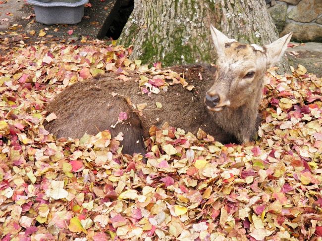 落ち葉をかぶった鹿がいた。