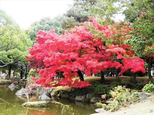 この木は毎回撮ってるな。