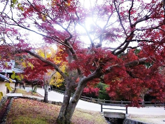今日もよく歩きました。