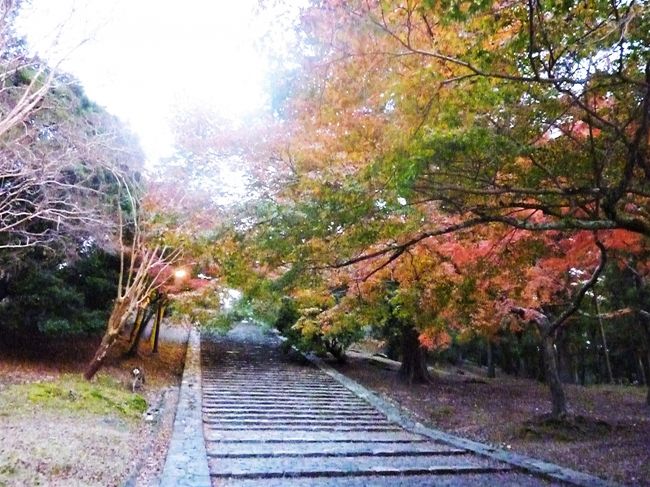 猫になりたい方はここで思いっきり転んでみましょう。