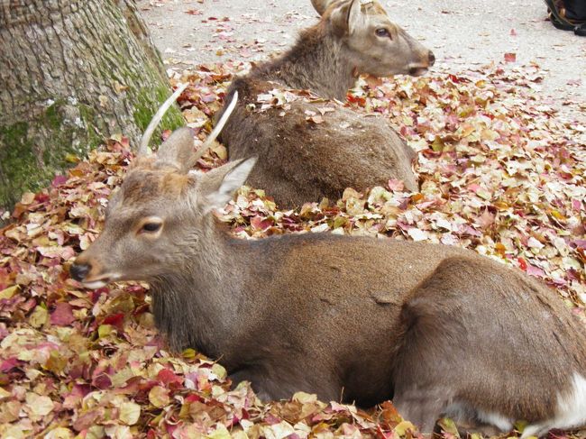 微動だにしない。