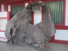 で、その後は宝物館にも立ち寄ります。

館内は撮影禁止なのが残念でしたが、国宝や重要文化財クラスの宝物が目白押し、ですので、見る価値は高いと思います。

入口には、このような根元材の展示が。
元々は大鳥居の根元材と使用されていた楠とのことですが、昭和の大改修の際に取り換えられて、古いものがこちらに展示されるようになったそうです。