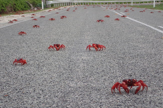 真っ赤なカニであふれるクリスマス島でサイクリングしてきた その他の観光地 オーストラリア の旅行記 ブログ By こぼちゃさん フォートラベル 真っ赤なカニであふれるクリスマス島でサイクリングしてきた その他の観光地 オーストラリア の旅行記 ブログ By こぼちゃさん フォートラベル