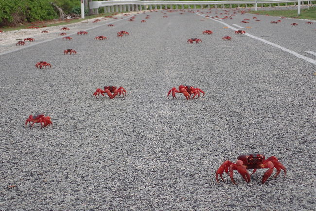 真っ赤なカニであふれるクリスマス島でサイクリングしてきた その他の観光地 オーストラリア の旅行記 ブログ By こぼちゃさん フォートラベル