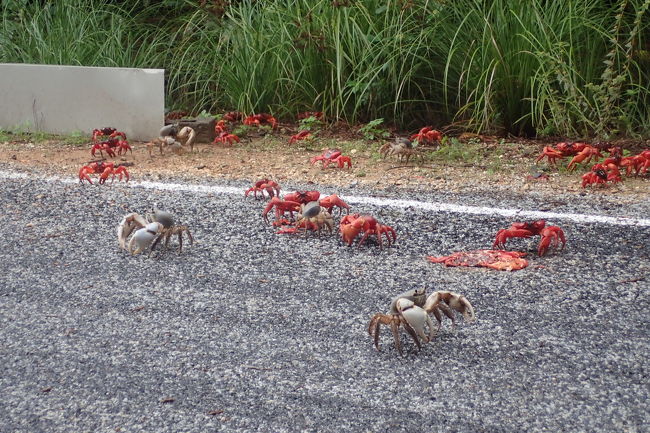 真っ赤なカニであふれるクリスマス島でサイクリングしてきた その他の観光地 オーストラリア の旅行記 ブログ By こぼちゃさん フォートラベル 真っ赤なカニであふれるクリスマス島でサイクリングしてきた その他の観光地 オーストラリア の旅行記 ブログ By こぼちゃさん フォートラベル