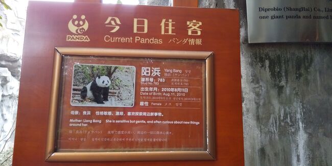 成都観光パンダ基地で和歌山から来たパンダの雄浜に会いました その1 年1月4日 1月7日 成都 中国 の旅行記 ブログ By 13tomoさん フォートラベル 成都観光パンダ基地で和歌山から来たパンダの雄浜に会いました その1 年1月4日 1月7日 成都 中国 の旅行記 ブログ By 13tomoさん フォートラベル