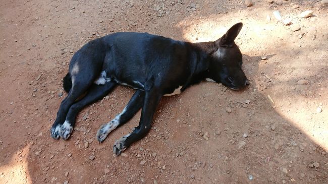 道の真ん中で爆睡中　笑<br /><br />村のおばちゃんたちは買ってけ攻撃をするわけでもなく、私が通っても座って談笑中。<br />のどかだ～