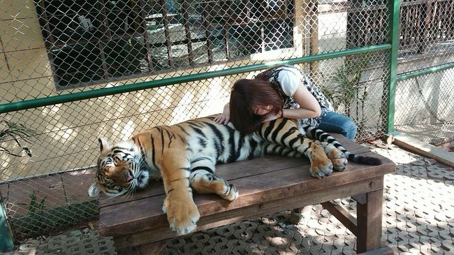 こんなこともできちゃう。<br />しあわせ～♪<br /><br />トラはただ寝てるだけなんだけど　笑