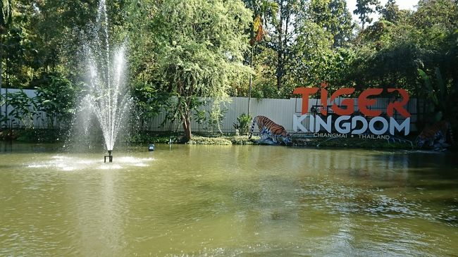 ならばおっきなネコに会いに行ってしまえ！<br />ということで、トラと触れ合えるタイガーキングダムへ。<br />カレン族の村からはトゥクトゥクで数分の距離。<br /><br />入ってすぐの受付で、トラのサイズ（大きくなるほど値段が上がり、ホワイトタイガーが最高）とプロのカメラマンを付けるかどうか決めます。<br />そもそも自撮りも苦手なのに、トラを目の前にして自力での撮影なんて絶対ムリ。<br />スモールタイガーとカメラマンをお願いしました。<br /><br />次に紙を渡されて、見ると各国語で書かれた注意書き。<br />前から近づいて頭を触らない、前足を触らない、フラッシュをたかない、など。<br />思わず声をだしてしっかり音読。