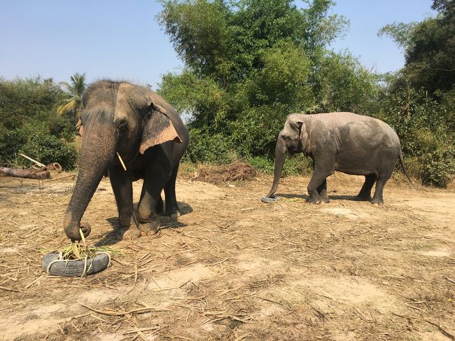 タイヤも引いて