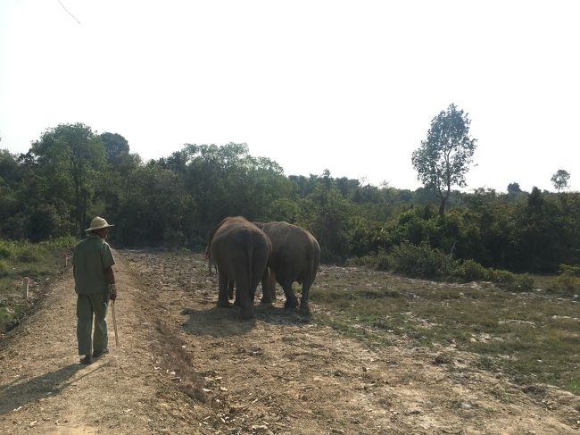 象さん象さんお花が長いのよ♪