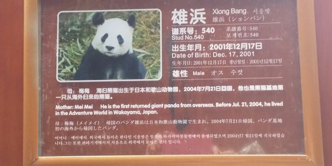 成都観光パンダ基地で和歌山から来たパンダの雄浜に会いました その1 年1月4日 1月7日 成都 中国 の旅行記 ブログ By 13tomoさん フォートラベル 成都観光パンダ基地で和歌山から来たパンダの雄浜に会いました その1 年1月4日 1月7日 成都 中国 の旅行記 ブログ By 13tomoさん フォートラベル
