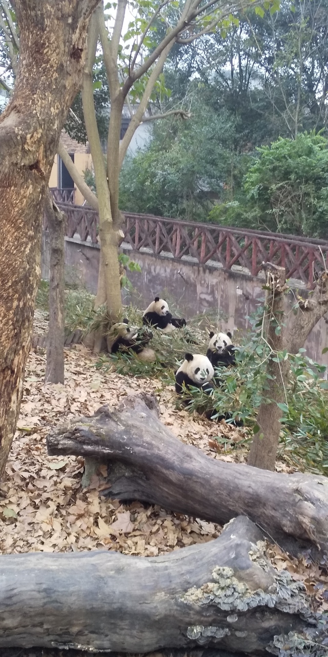 成都観光パンダ基地で和歌山から来たパンダの雄浜に会いました その1 年１月４日 1月7日 成都 中国 の旅行記 ブログ By 13tomoさん フォートラベル