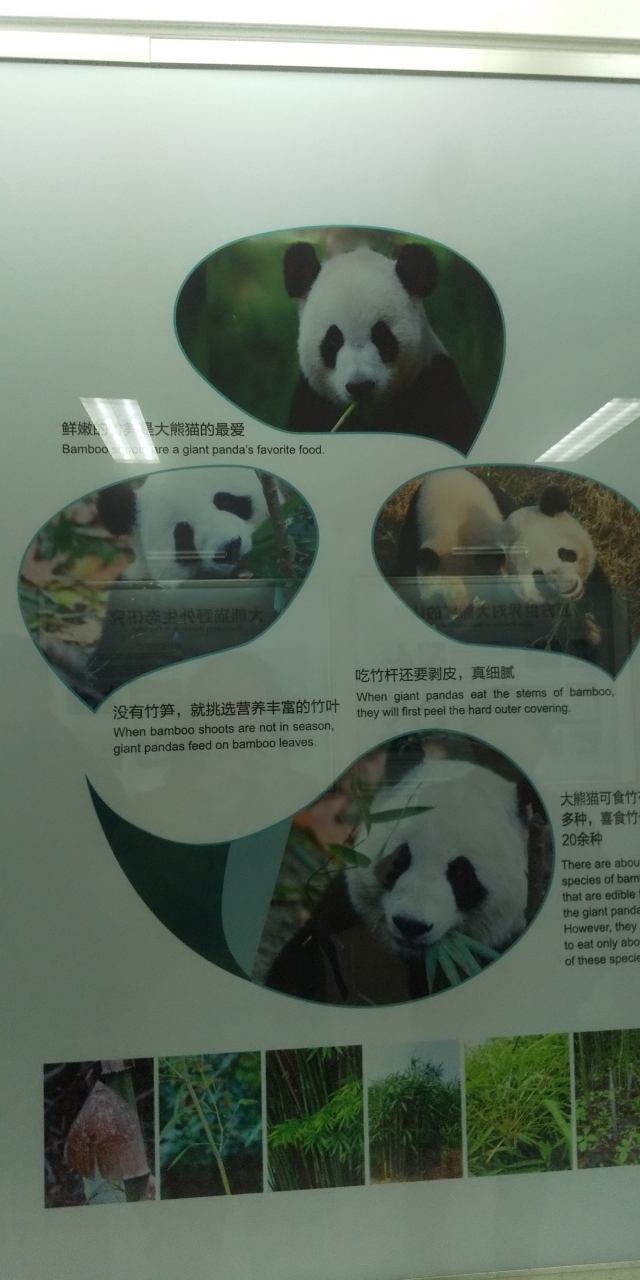 成都観光パンダ基地で和歌山から来たパンダの雄浜に会いました その1 年1月4日 1月7日 成都 中国 の旅行記 ブログ By 13tomoさん フォートラベル 成都観光パンダ基地で和歌山から来たパンダの雄浜に会いました その1 年1月4日 1月7日 成都 中国 の旅行記 ブログ By 13tomoさん フォートラベル