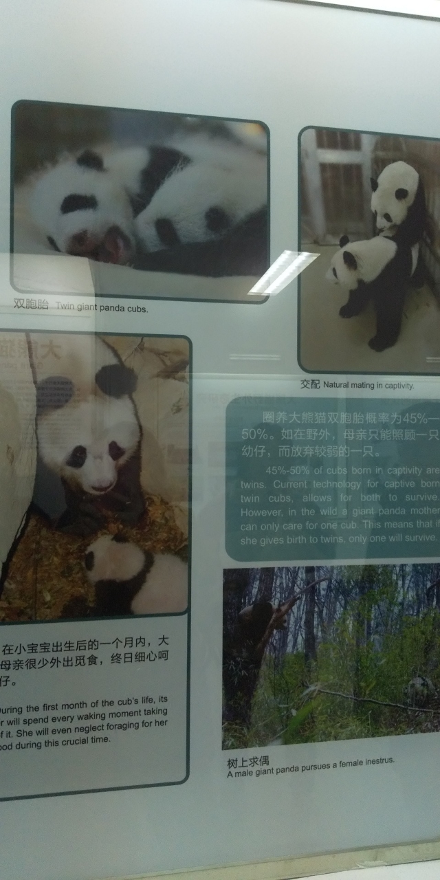 成都観光パンダ基地で和歌山から来たパンダの雄浜に会いました その1 年1月4日 1月7日 成都 中国 の旅行記 ブログ By 13tomoさん フォートラベル 成都観光パンダ基地で和歌山から来たパンダの雄浜に会いました その1 年1月4日 1月7日 成都 中国 の旅行記 ブログ By 13tomoさん フォートラベル