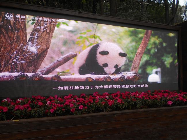 成都観光パンダ基地で和歌山から来たパンダの雄浜に会いました その1 年1月4日 1月7日 成都 中国 の旅行記 ブログ By 13tomoさん フォートラベル 成都観光パンダ基地で和歌山から来たパンダの雄浜に会いました その1 年1月4日 1月7日 成都 中国 の旅行記 ブログ By 13tomoさん フォートラベル