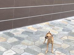 クヒオアベニュー
お目当ては、NORDSTROM RACK 

以前はワイケレにも行ったし、アラモアナSCも必ず行って居ましたが
ここ数年は一切無しです
ラックもサクサクとは寄りますが靴を見るだけ
もう、お買物は良いのです
日本でも買えるし、HawaiiものはHawaiiでしか使えない
そんなの見てる時間があったらHawaiiの景色を見て居たい
そんなに風になったklklさんです

ワンコは芸人の付き添い？
暑いのに可愛そうにと思ってしまった
ワイキキあるある

