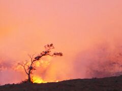 19：00；暗くなると噴煙や溶岩の色が赤く鮮やかに見えてくる。
この一本の木はいつからここで火口を見下ろしているのだろう？
キラウエア火山はユネスコの世界遺産に登録されている。