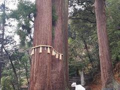 この後、日枝神社に行ったところ、なんとスマホのバッテリーが突然０％になって電源が落ちてしまいました。
どうやら寒すぎてバッテリーが一時的に無くなってしまったようです。
仕方なくポケットに入れて温めながら日枝神社でお参りしました。
しばらくするとバッテリーが復活したので、とりあえず夫婦杉を撮影しました。
ありがたいです。