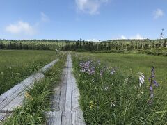 ギボウシの花も咲いていました。