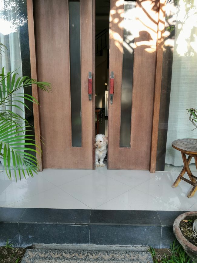 アサインされたメゾネットタイプのお部屋です。<br />「おまちしておりました　羊のチコちゃんです<br />いぇ　執事のチコちゃんです　<br />なーんちってシーズーのチコちゃんです」