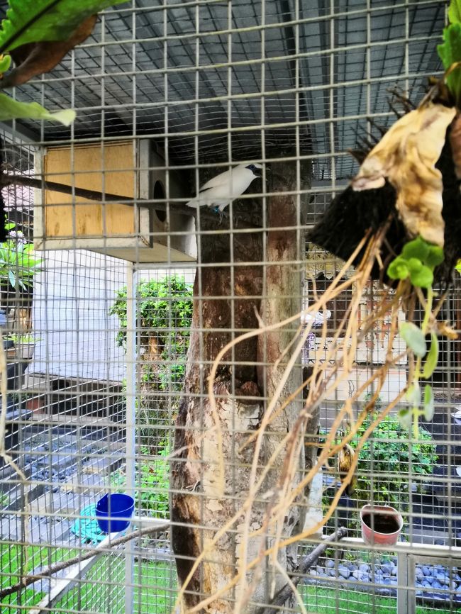 バリの人って鳥が大好きですね。<br />リカにも可愛らしい鳥がいっぱいいます。